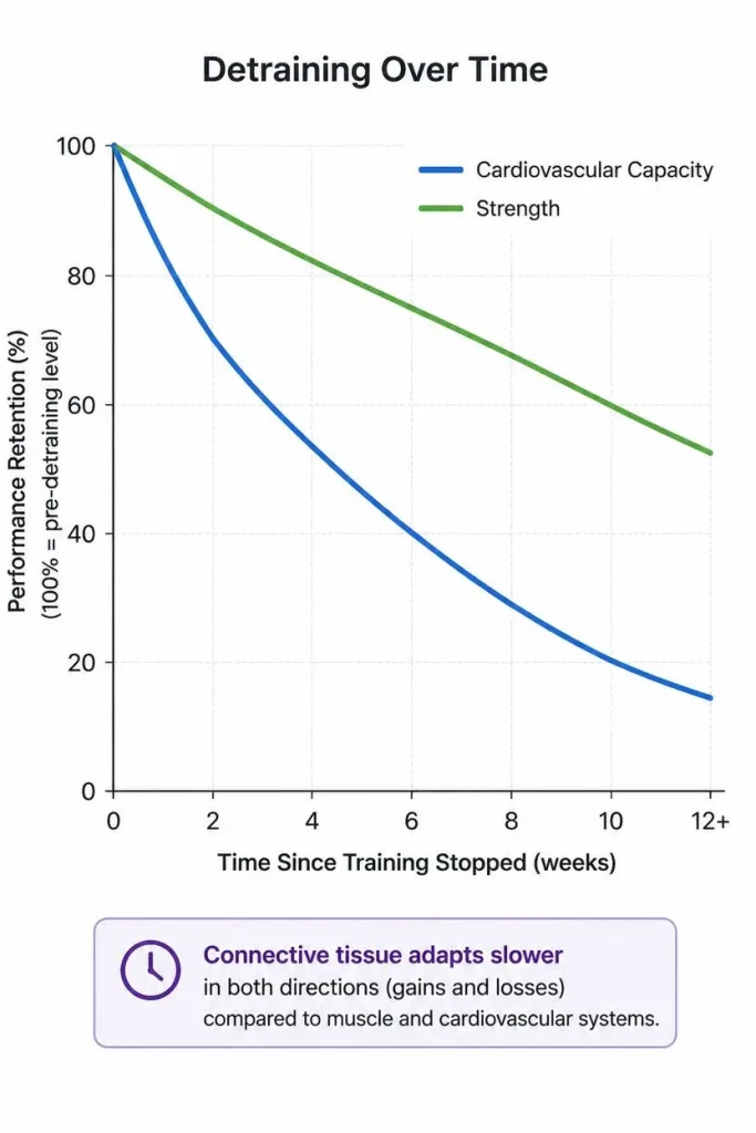 Diagram comparing the faster decline of cardiovascular fitness versus strength during a long break from exercise